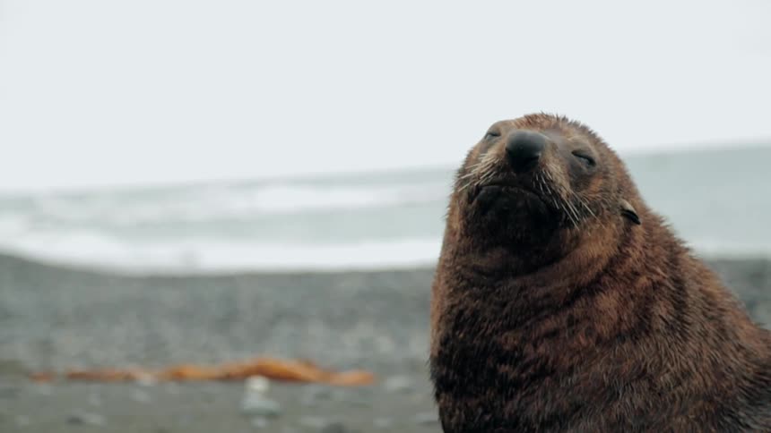 A seal sits on a rocky beach and looks around
