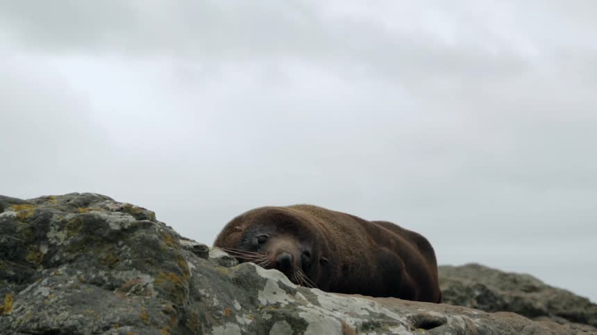 A sea lion lying on the rocks on the shore