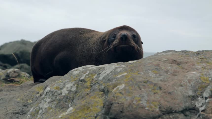A seal reclines on rocks along the coast before startling awake and lying down again