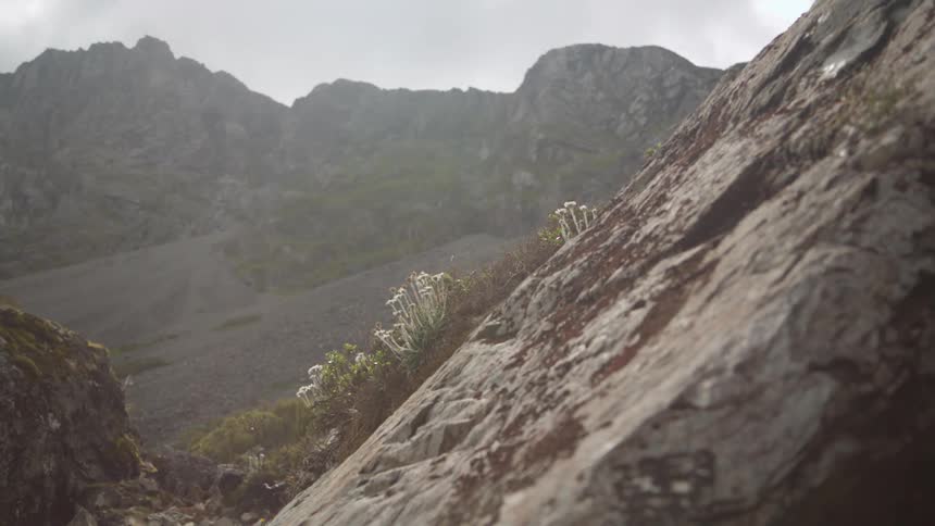 Flowers grow on the steep slope of a mountain