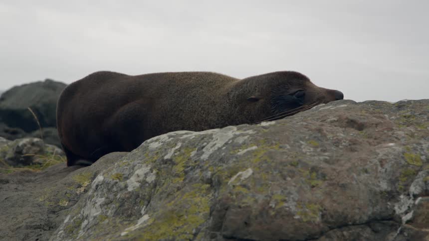 Sea lion taking a nap on rocks