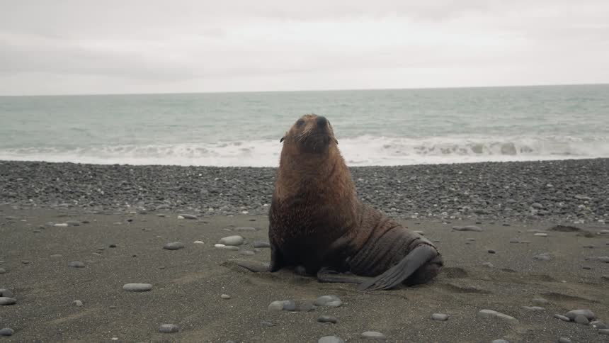 A seal relaxes on a beach covered with rocks and seashells
