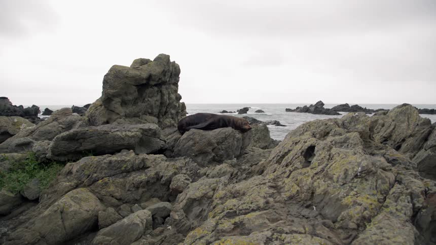 A sea lion on the rocks on the shore