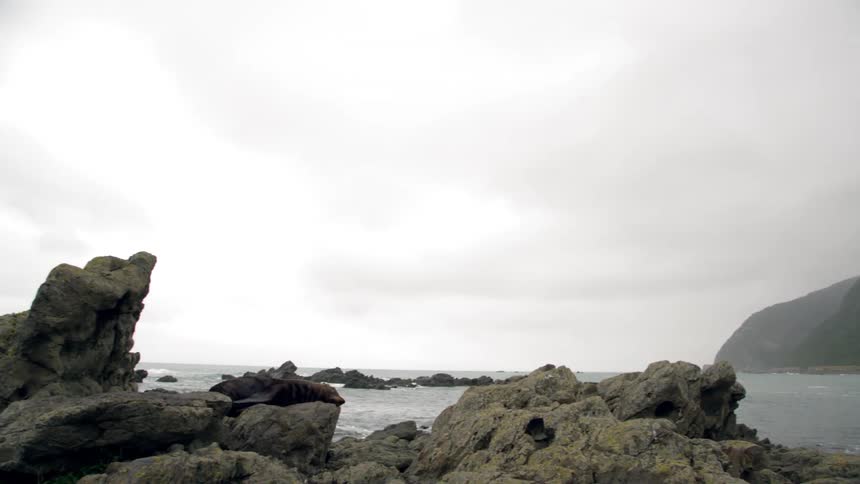 Sea lion napping on rocks on the coast shoreline