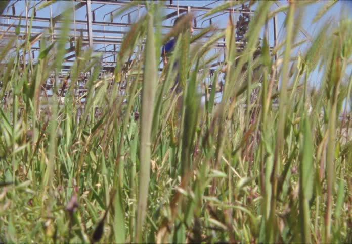 Woman dancing in behind of tall grass near power station