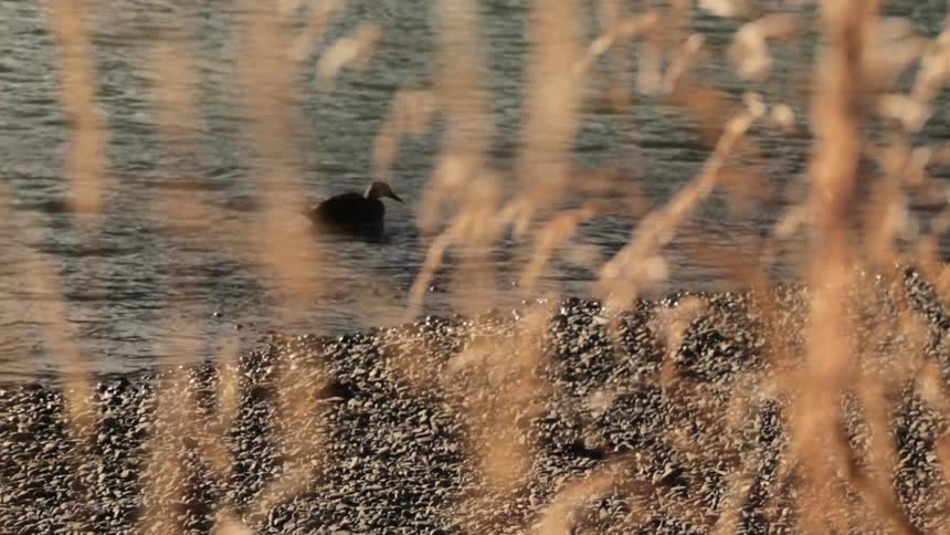 A duck floats on water just off the beach