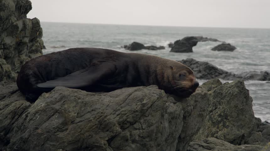 A seal reclines on rocks on the ocean coast