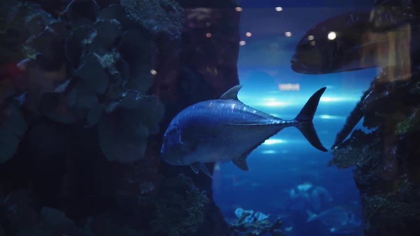 Two large fish swim by a window in an aquarium
