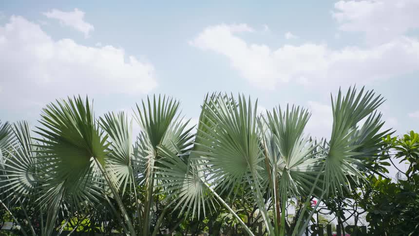 Bird flies over the palm trees under a blue sky