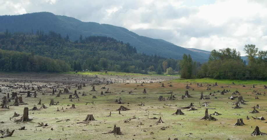 Dozens of tree stumps due to clear cutting in a clearing in a forest