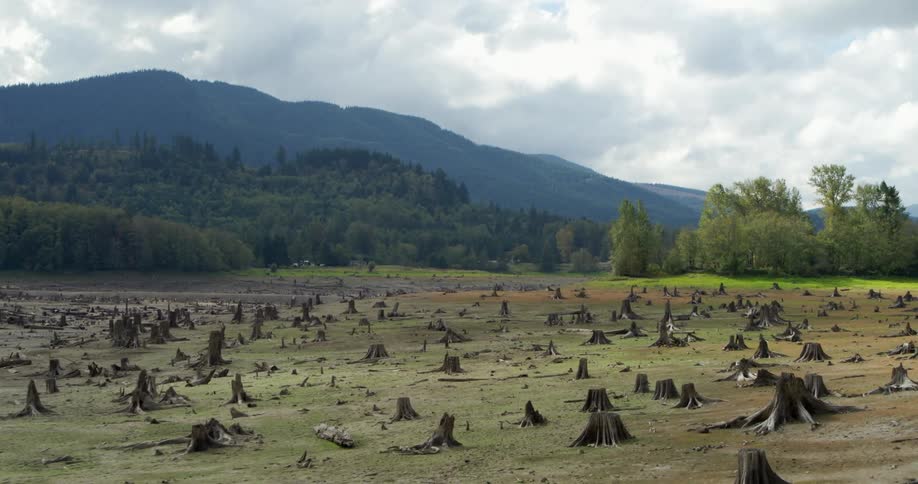Dozens of trees are cut down to the stump in a forest near a mountain range