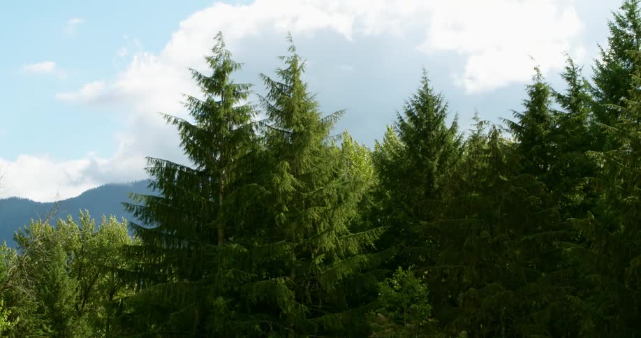 A forest of pines and other trees grows near a mountain range