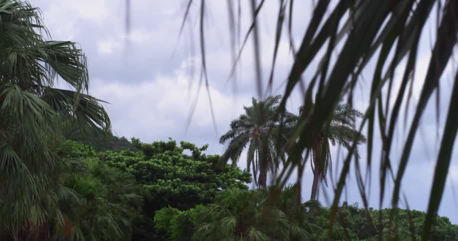 Palm trees gently swaying in the breeze in the tropics