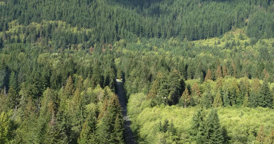 Aerial view of a car driving on the forest highway