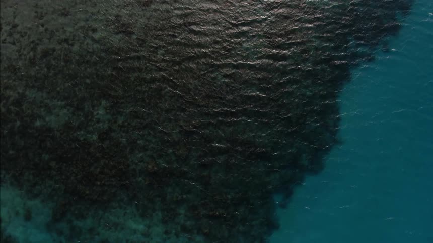 A bed of seaweed lies underneath the surface of the ocean