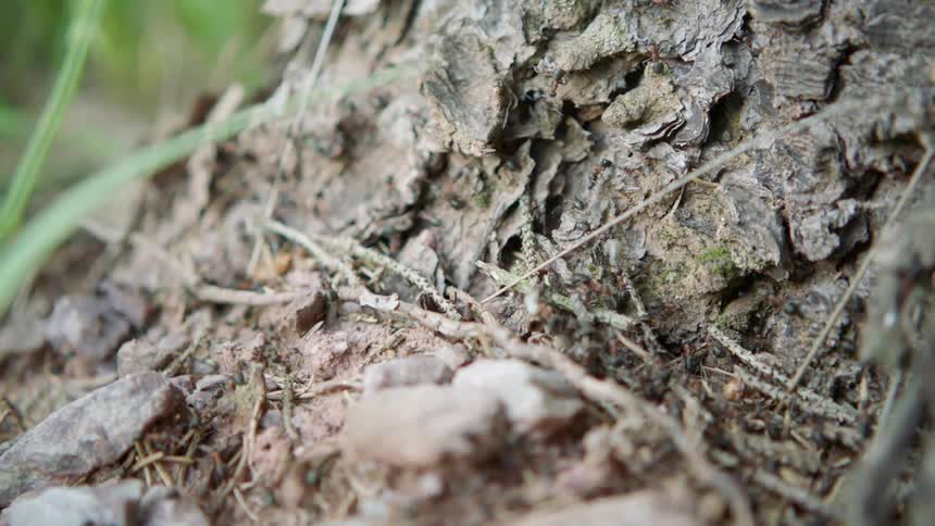 Small and red ants work in groups on the ground