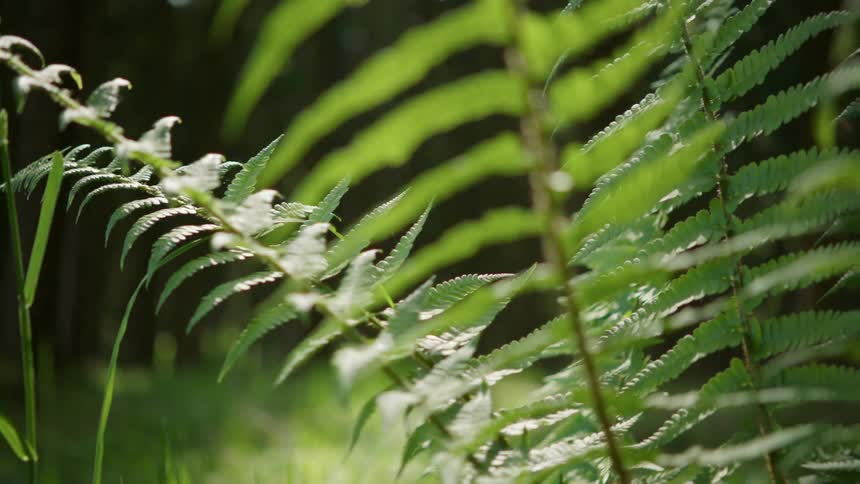 A fern grows near a clearing in the woods