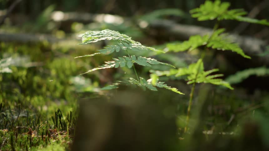 An insect hovers near a small plant growing in a clearing