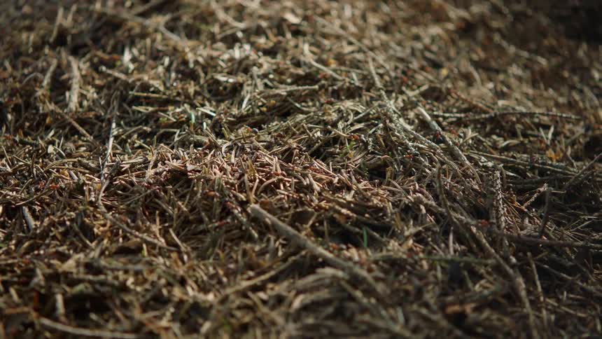 Ants crawling over a mound of twigs soil and grass