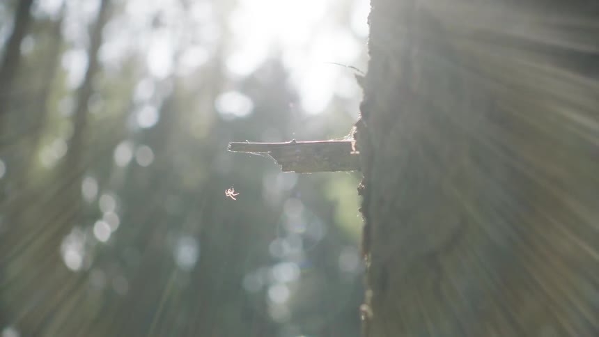 The spider crawls on the web on the branch