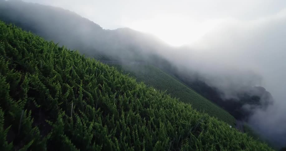 Aerial view of clouds over trees in a forest