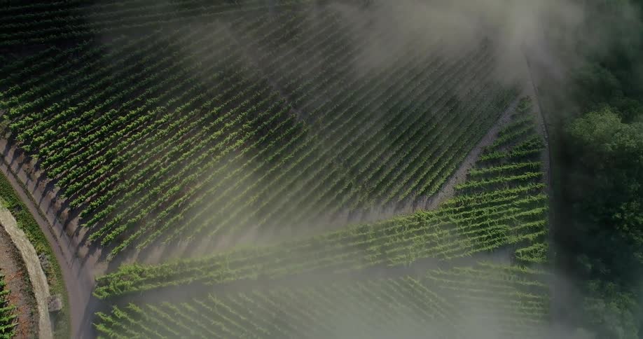 Misty clouds partially obscure fields full of crops