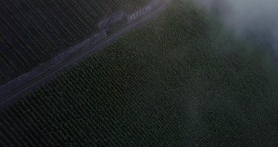 Aerial view of farmland planted with herbs
