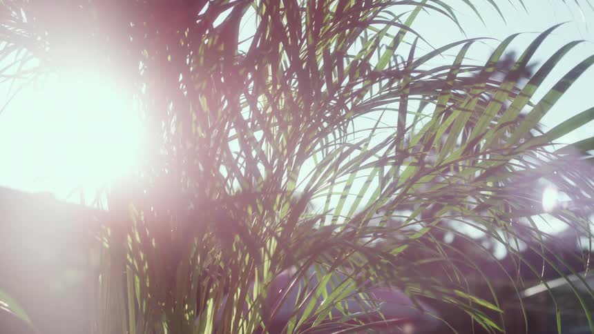 A plants leaves soak up the sun outdoors