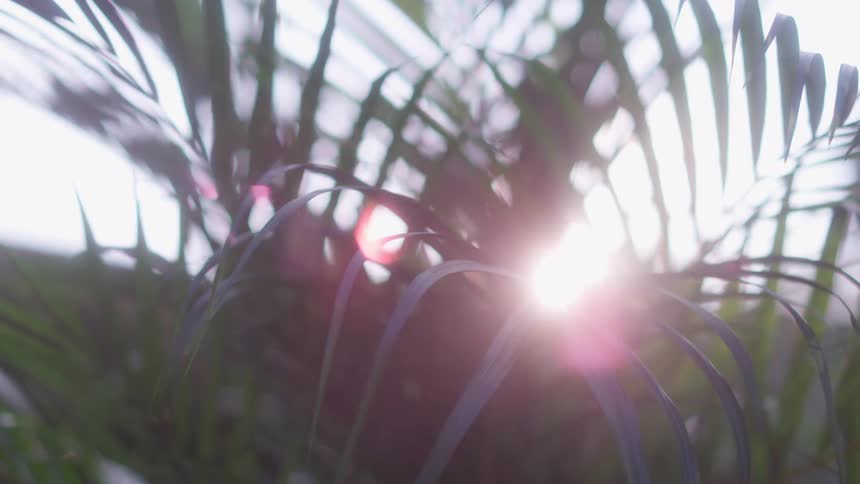 The sun shines down on a large plant