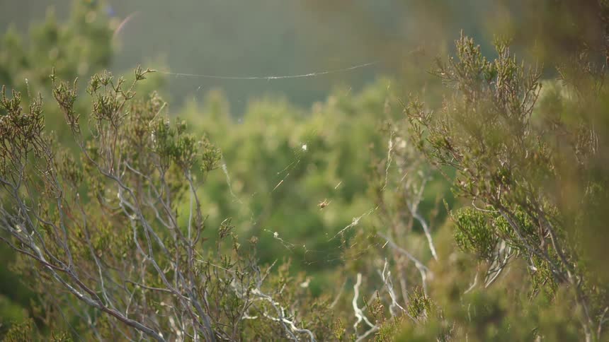Spider move along web strung between branches spinning it