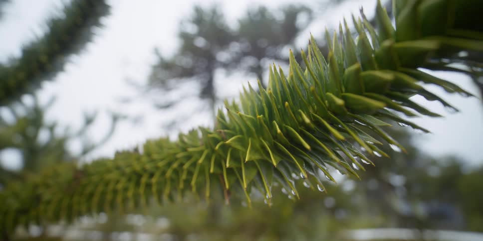 Water drops falling from the branch of a tree