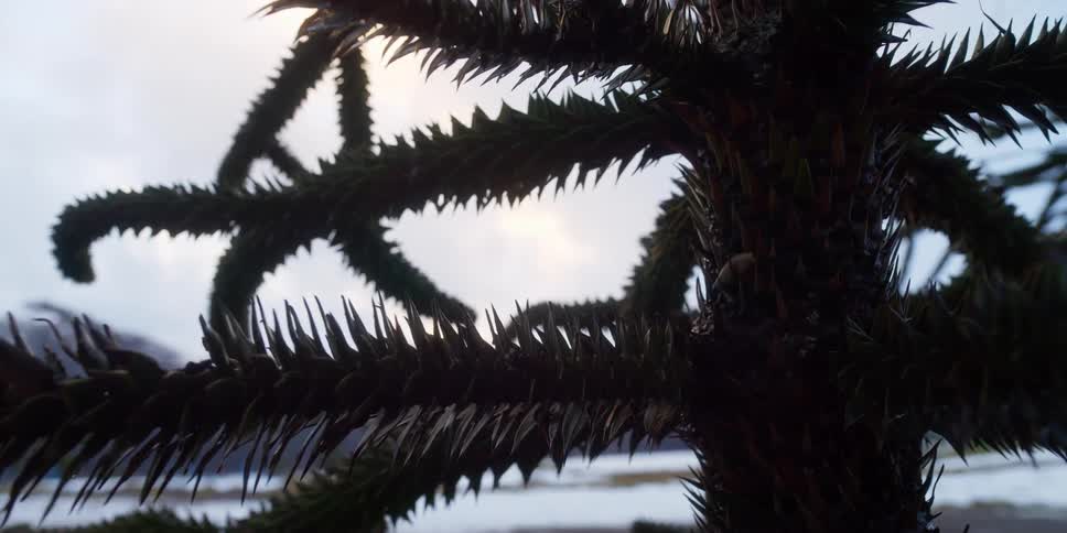 A tree with very sharp looking leaves moves in the breeze
