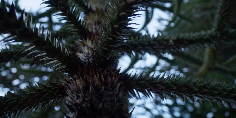 A monkey puzzle tree in macro