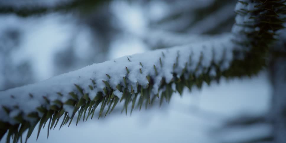 Snow falls on a snow laden evergreen trees branch in macro