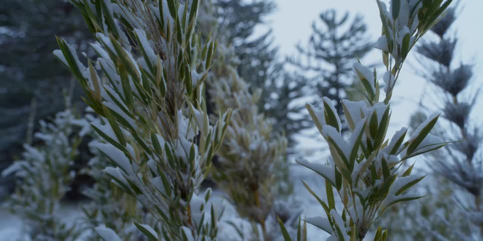 A snow covered bush in a forest