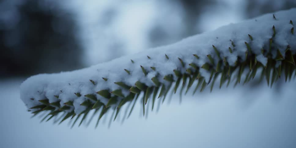Snow is covering a tree branch