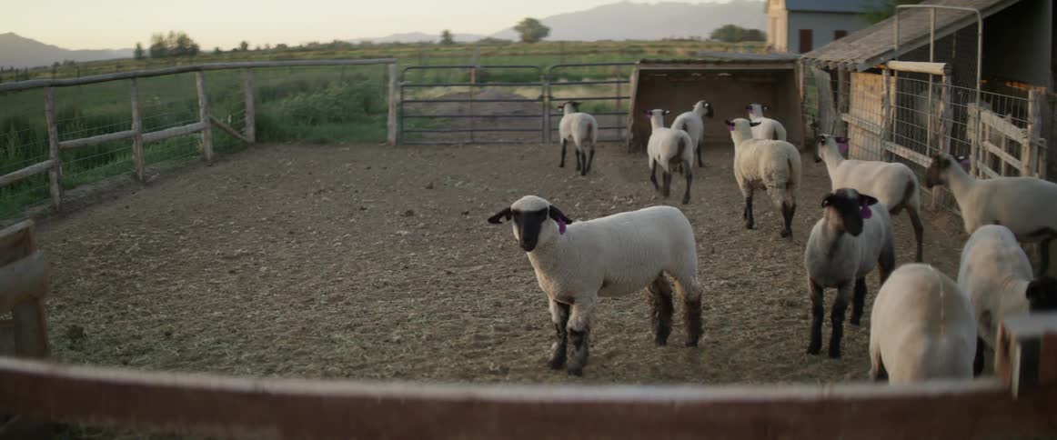 Sheep are kept on a farm