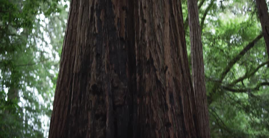A giant redwood tree in a national park