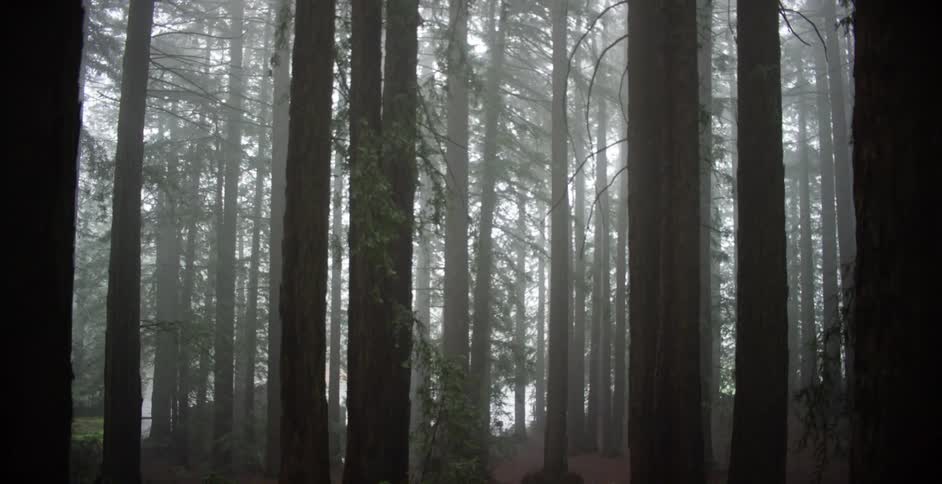 Rows of tall trees in a forest during the day
