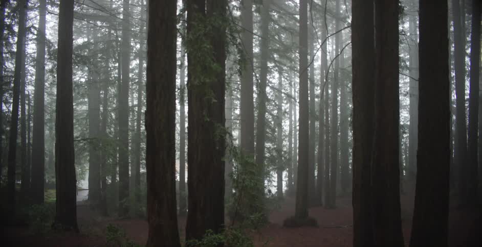 Large trees grow high into the sky in a forest