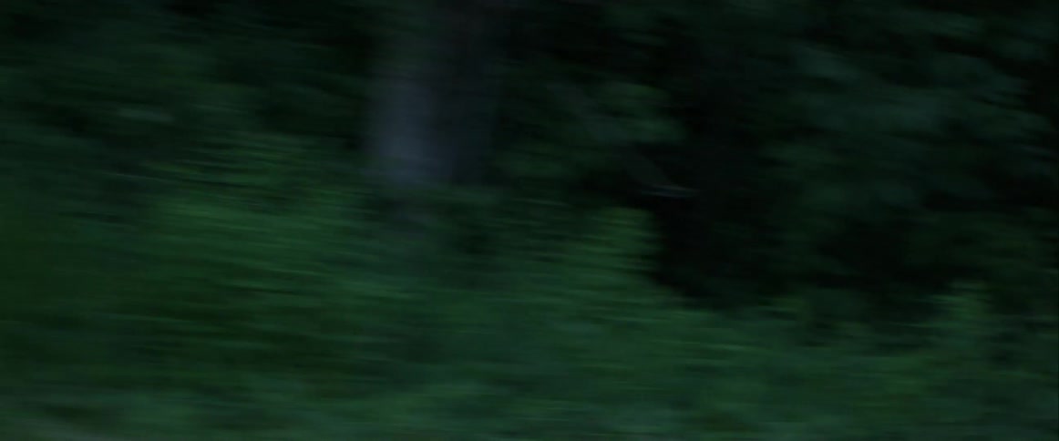 Bushes and trees pass by quickly