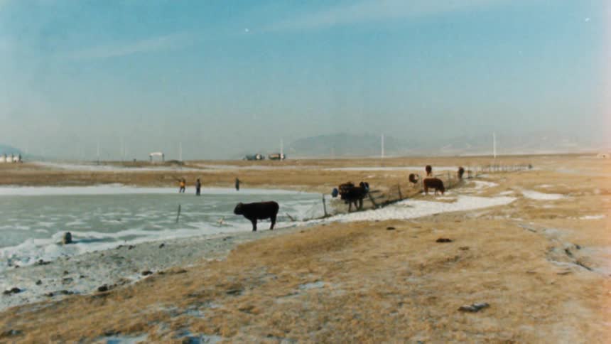 Cattle grazing on the low grass next to a frozen lake on white people are skating