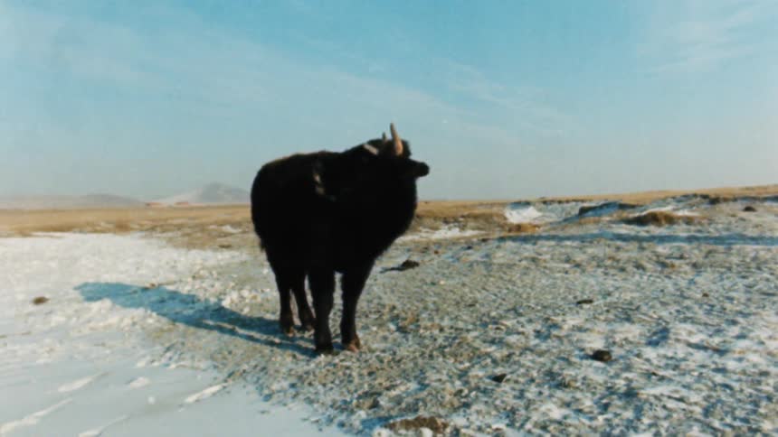 A horned animal grooming itself while standing in a snowy field of grass