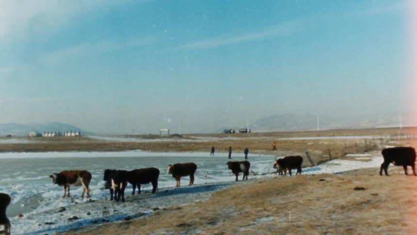 Cows graze near a frozen pond