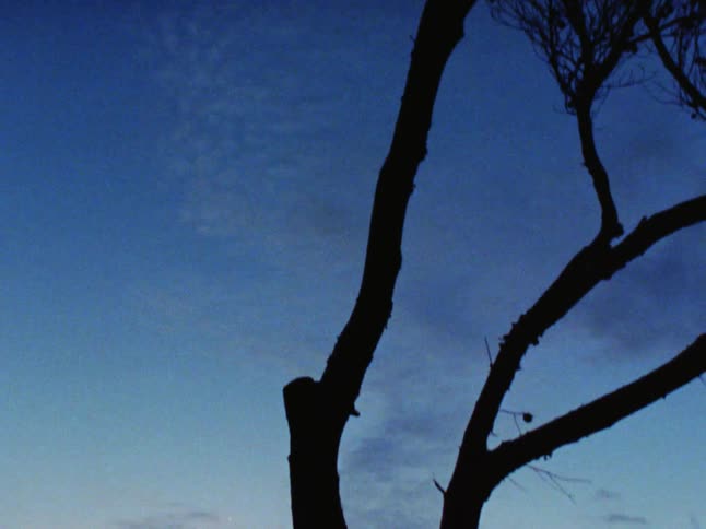 The tall tree is covered in darkness at sunset