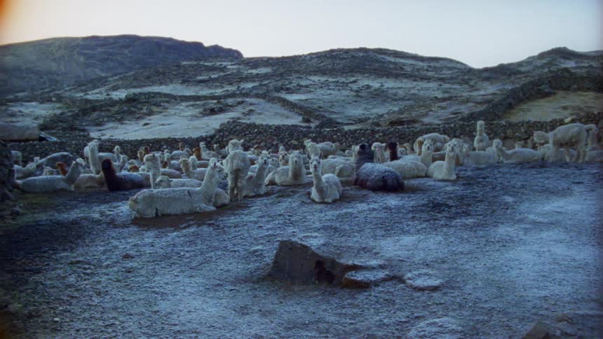 Llamas sitting and walking on land in front of hills