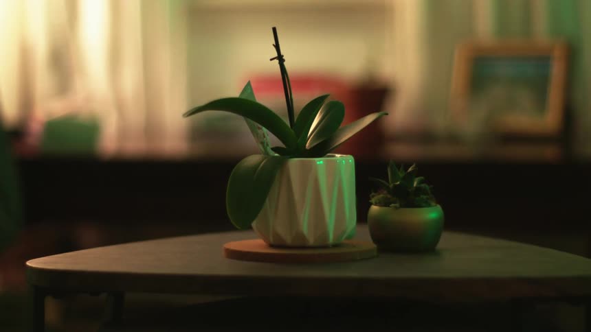 Two plants sit on the table in the room