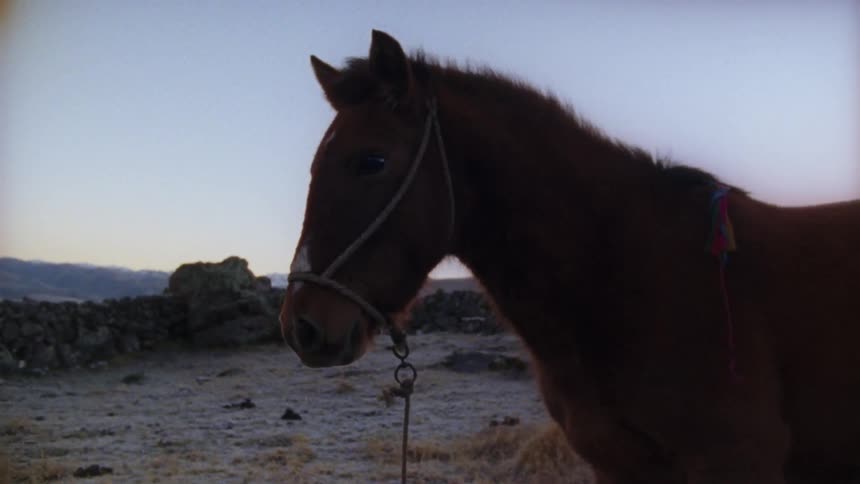 A pony standing outdoors at high altitude behind an old stone wall