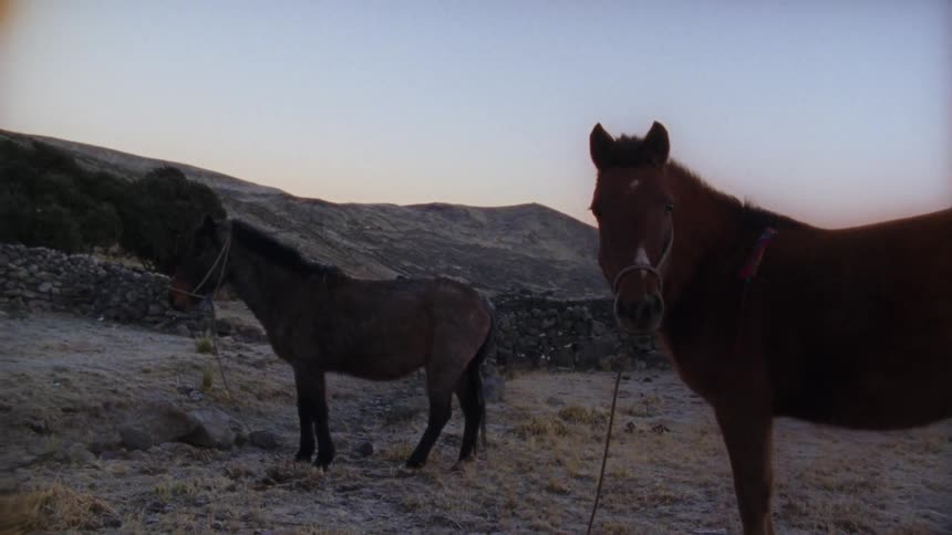 Brown horses stand beside a stone wall in the country