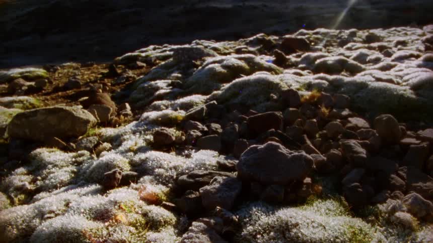 Plants and rocks outdoors partially covered in ice